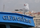 Audouinsmeeuw   A.Bender : SPANJE 2012 400D